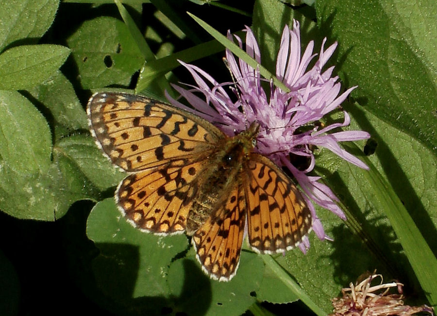 Melitaea?